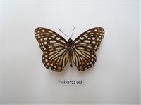 藏品(紅星脈蛺蝶)的圖片